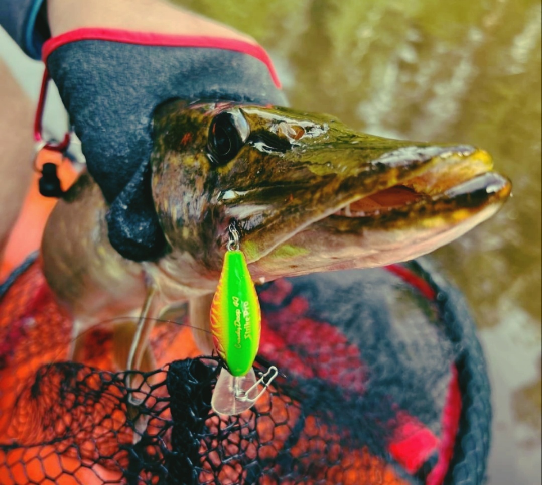 Крупная щука аккуратно прикусывает маленькие приманки