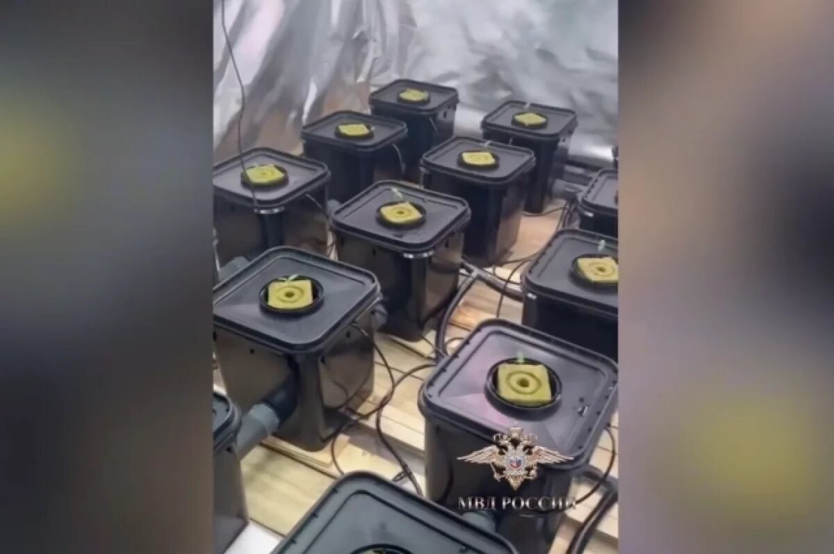    130 кустов с наркотиком нашли в частном доме в Тверской области