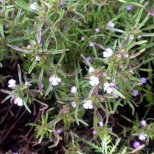 Чабер -это приправа .