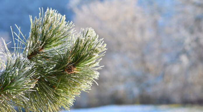   Image by montypeter on Freepik