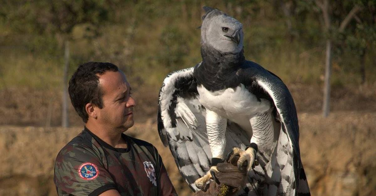 Картинки Яндекса