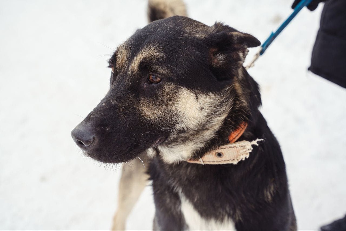 И правда, Зенит настощий красавчик!