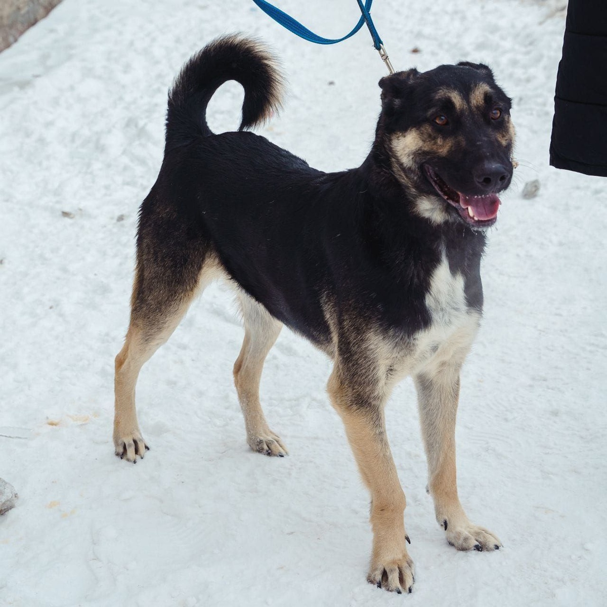 Активный, веелый и дружелюбный песик в поисках дома!