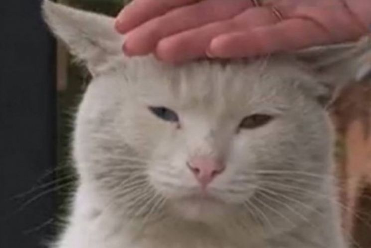 Кот Хатико
