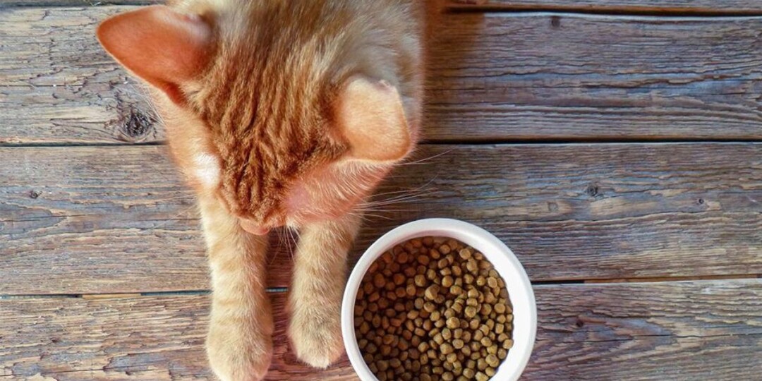 Новый корм, а кот не ест? Разбираем, как это исправить