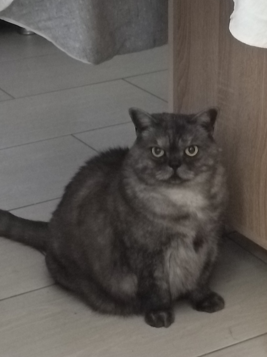 Вот, не зря коша на меня с утра так смотрела. Как будто говорила: "не ходи на работу, ничего хорошего там тебя не ждёт" 🙈