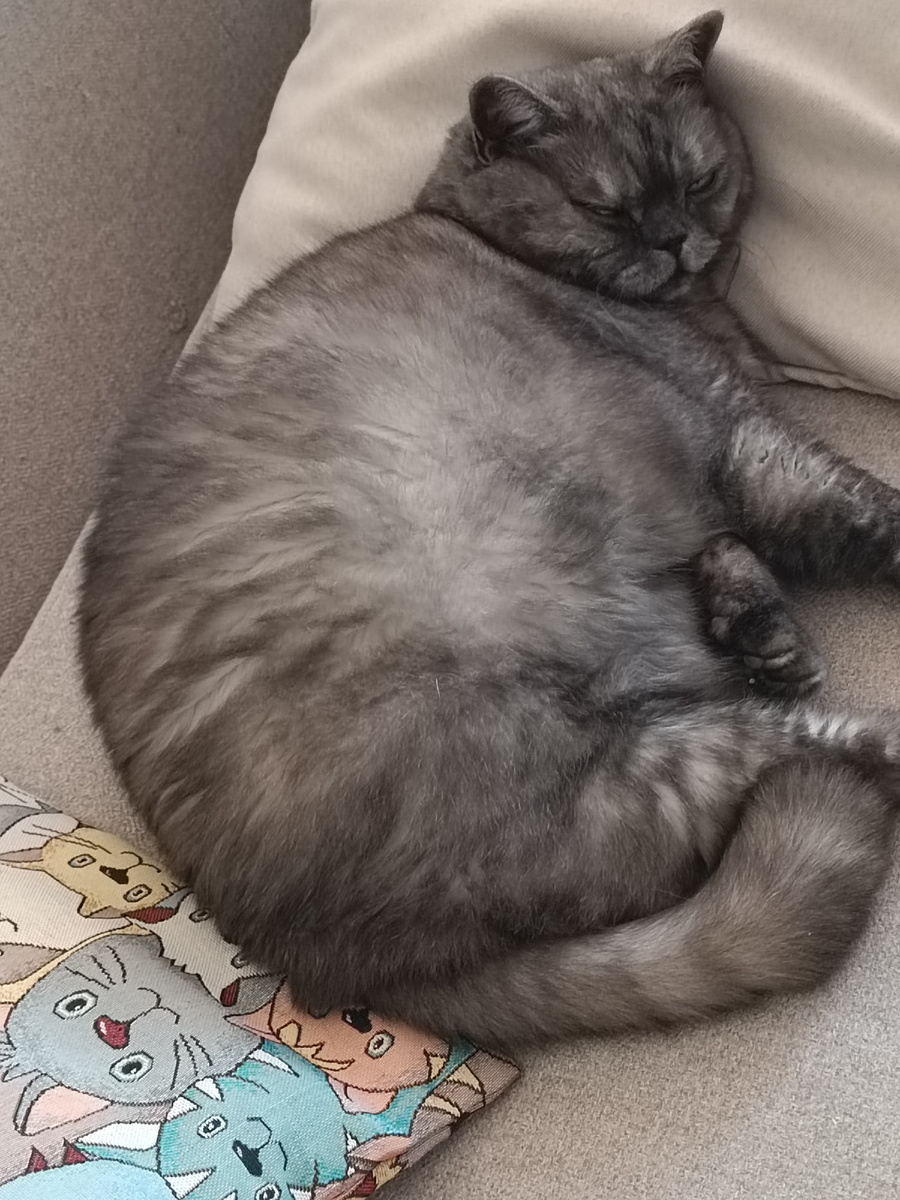 Хана сегодня будет моему антистрессу. Затискаю вечером. Буду стресс сгонять🤣