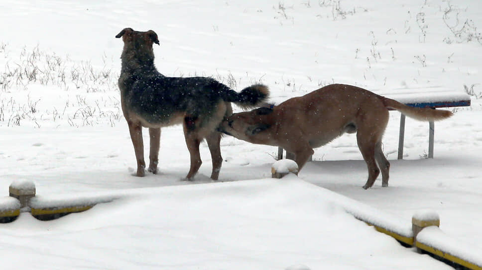 Фото: Юрий Стрелец / Коммерсантъ
