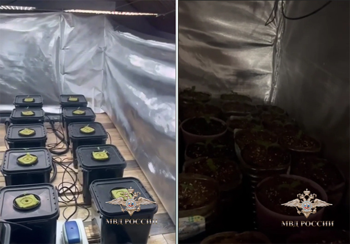 130 кустов конопли обнаружила полиция Тверской области в одном из частных домов