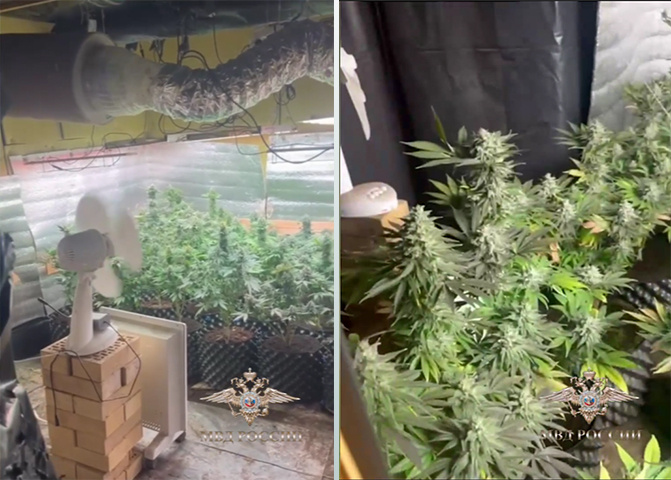 130 кустов конопли обнаружила полиция Тверской области в одном из частных домов