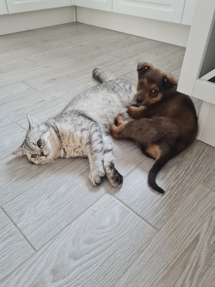 Котька и Балу.