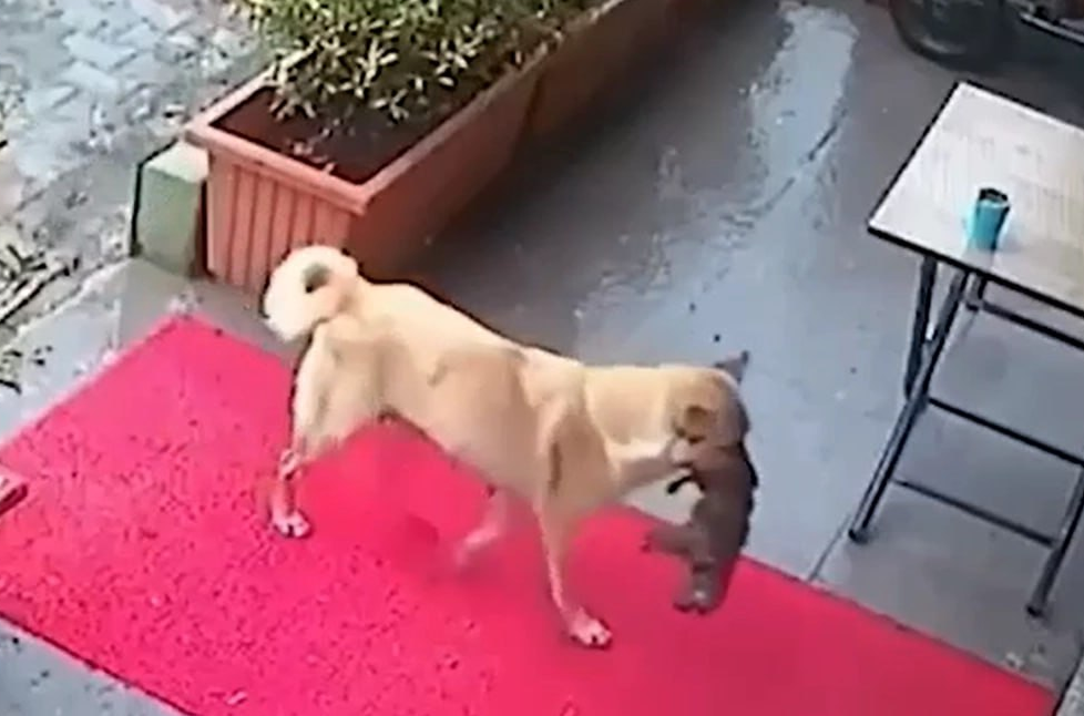 фото: видео скриншот соцсети