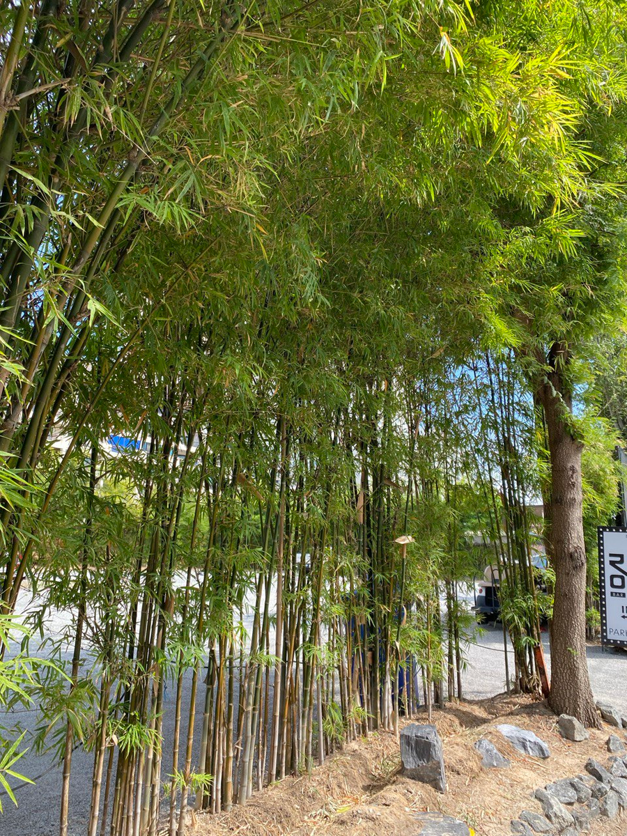 Бамбуковая аллея!