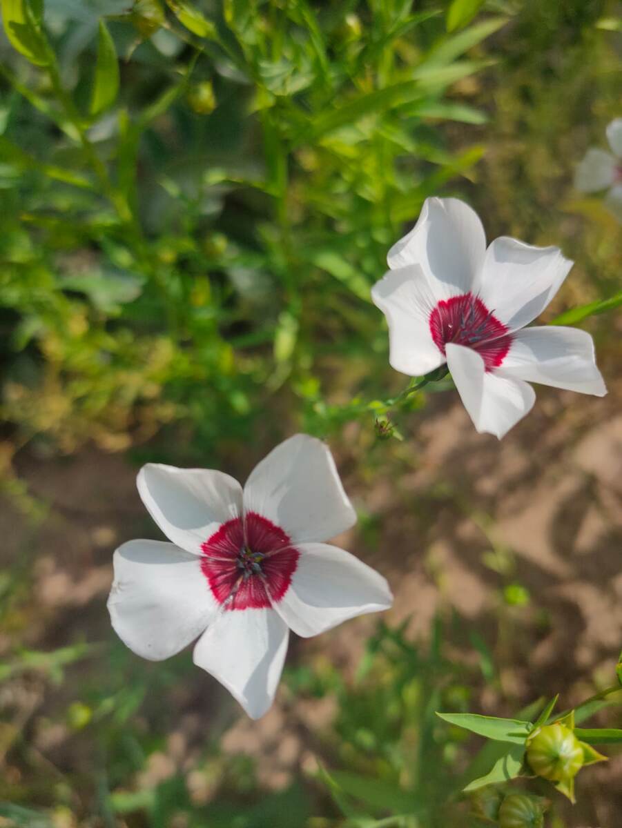 Лён из "магазинных" семян, см. фото в галерее. Цветы крупнее примерно в два раза.
