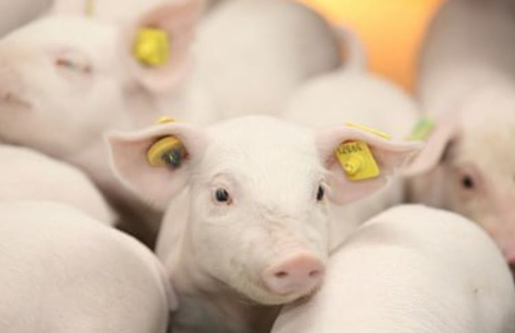    Россия входит в число стран лидеров по потреблению мяса на человека