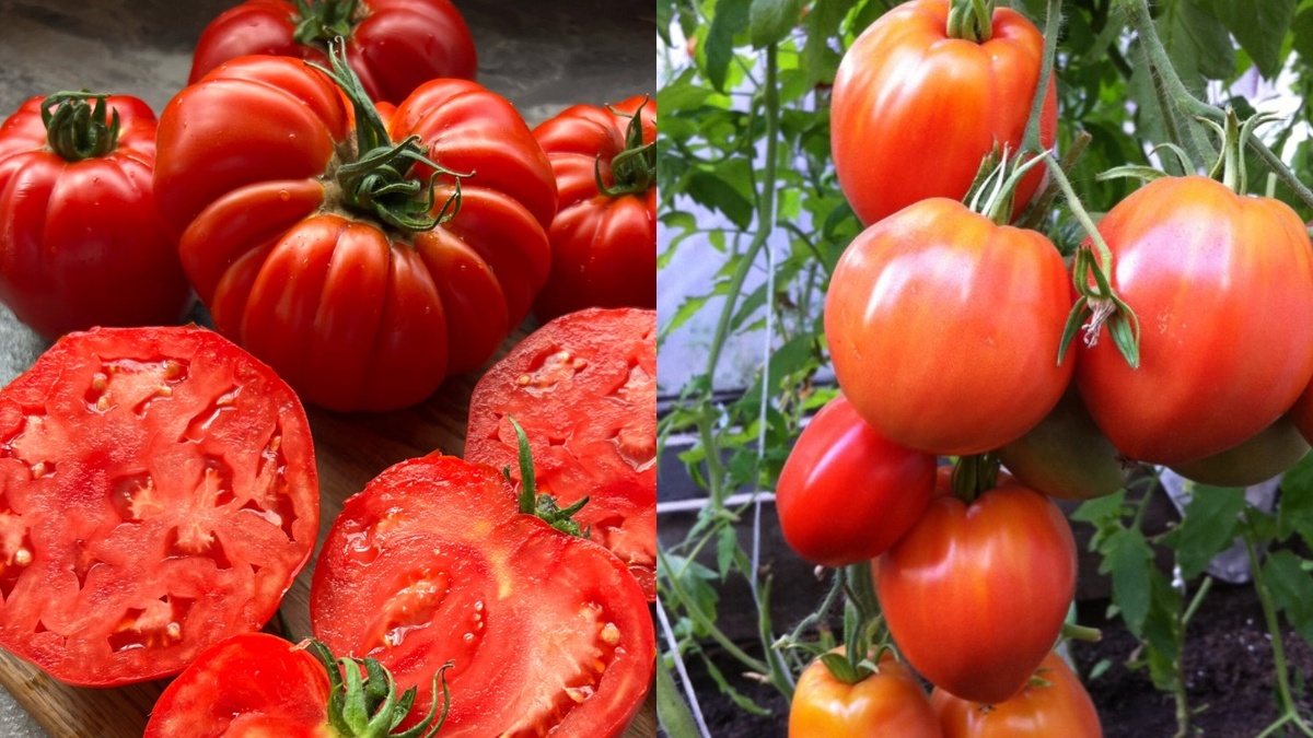 Мой урожай прошлого сезона. Крупные томаты весом 250-350 грамм