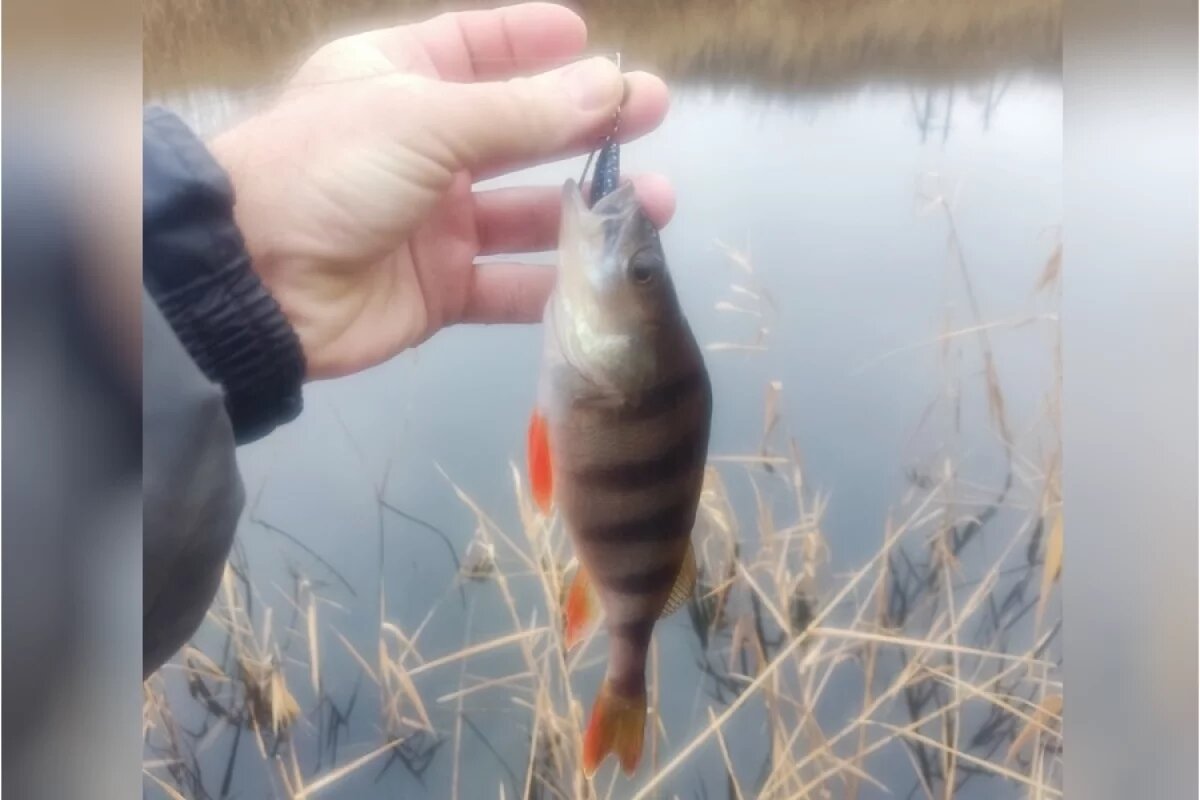    Итогами крещенской рыбалки похвастали волгоградцы