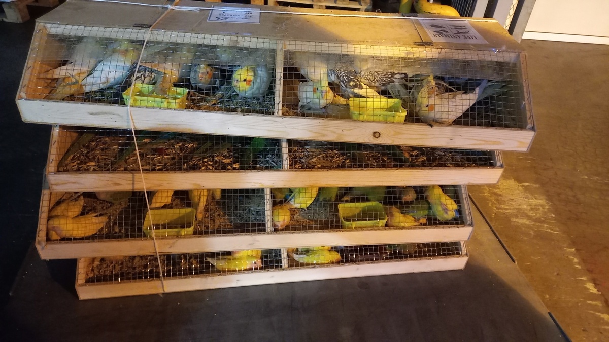     В Красноярск привезли крупную партию попугаев из Киргизии