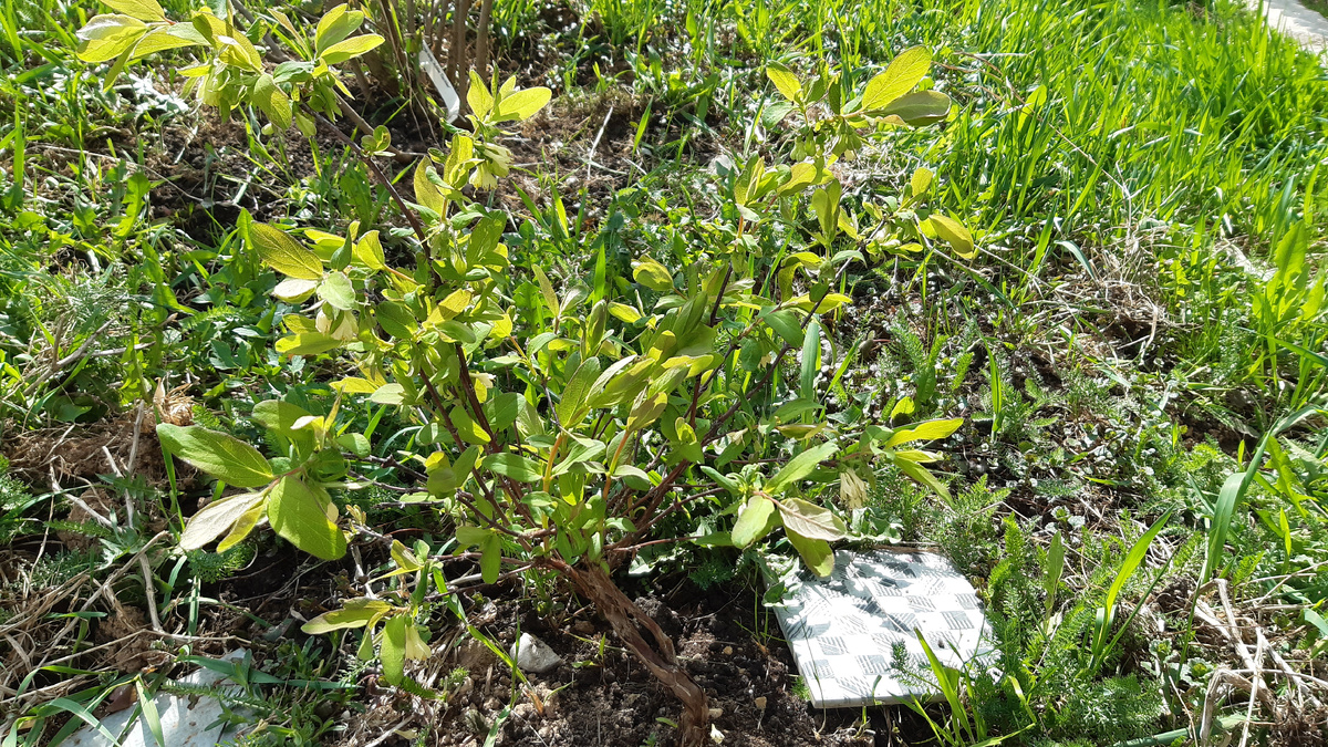 Второй год после посадки