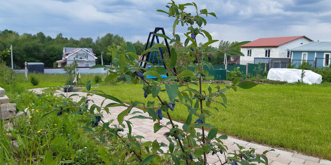 Жимолость - чудо ягода.