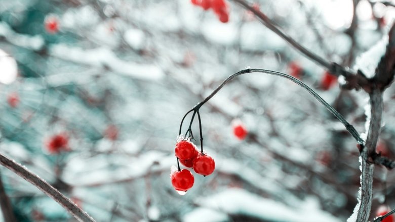 Источник: Unsplash / CC0