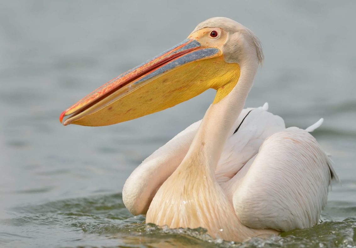 Кожа пеликанов настолько плотная и наполнена воздухом, что игла шприца с трудом её пробивает. Именно поэтому ветеринары в зоопарках делают пеликанам инъекции не в тело, а в лапы, где кожа мягче.