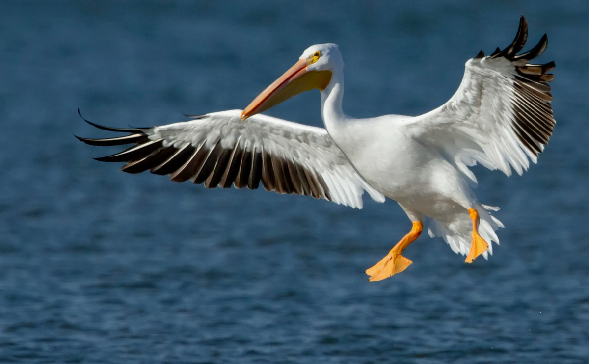 В отличие от своих сородичей, которые ловят рыбу с поверхности воды, бурый пеликан использует тактику «пикирующего бомбардировщика». Он падает с высоты до 20 метров вниз, сложив крылья и втянув голову, и с огромной силой врезается в воду. Такой удар оглушает рыбу, позволяя пеликану легко её поймать.
