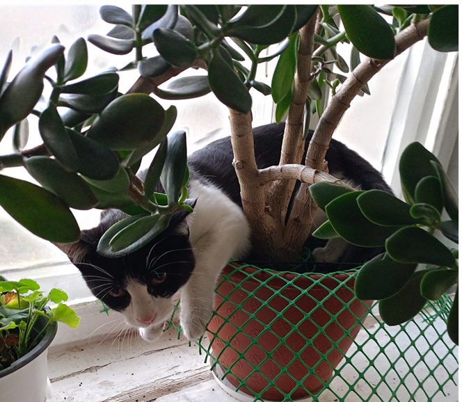 Это моя Серафима нашла себе уютный уголок.