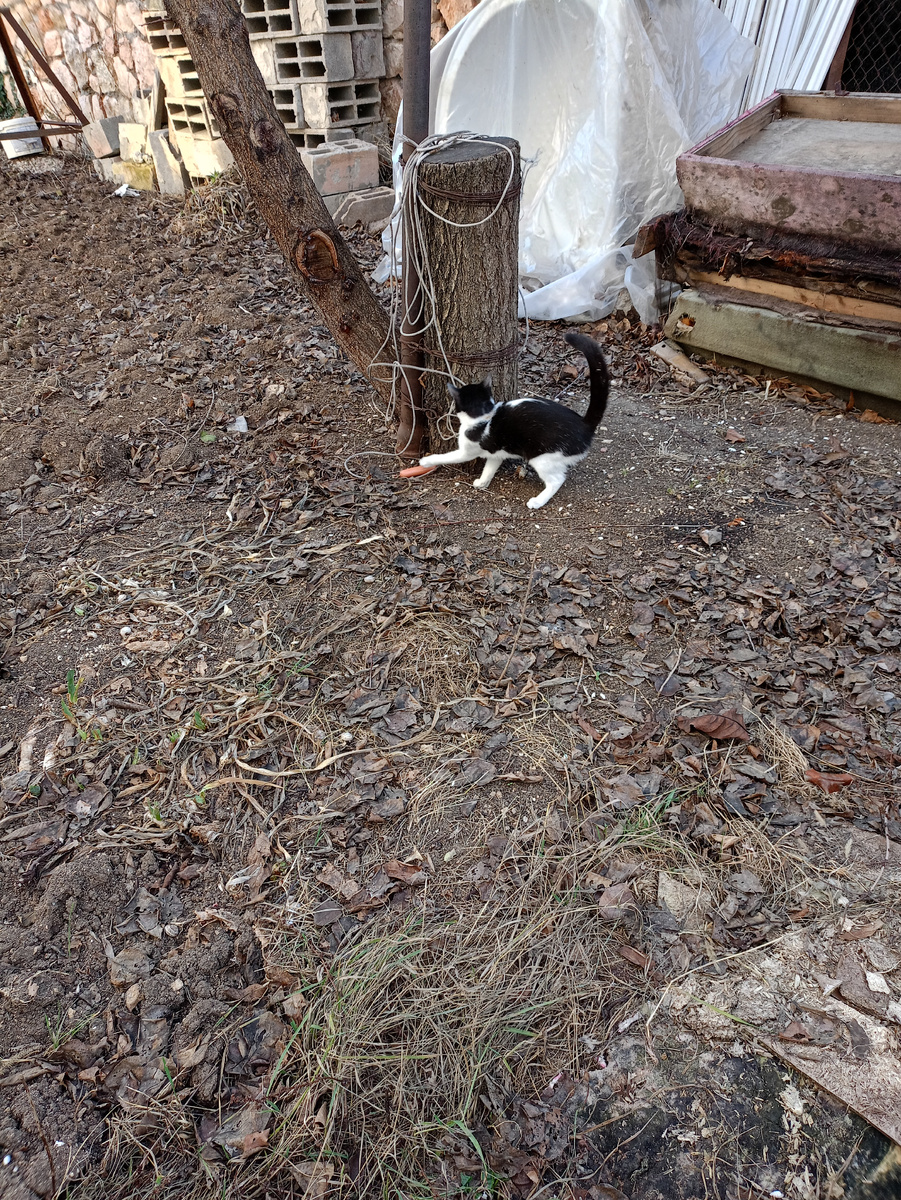 Вместо мышки "попалась" сосиска.