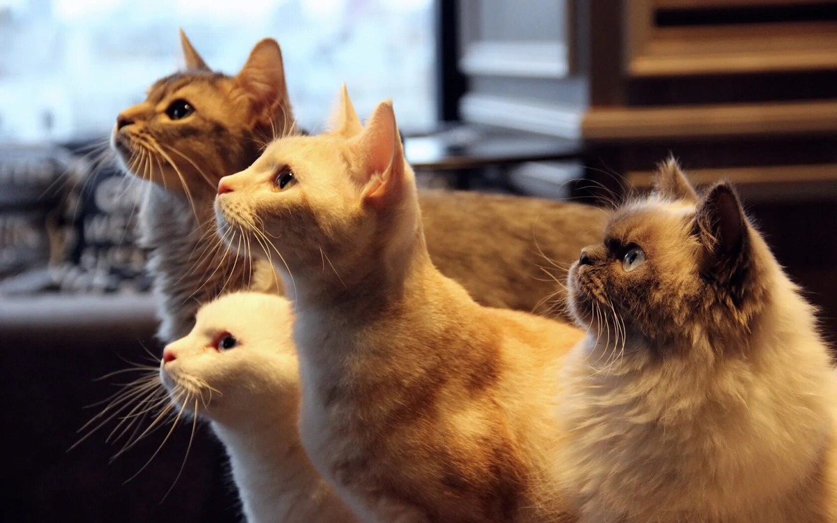 источник Яндекс-картинки