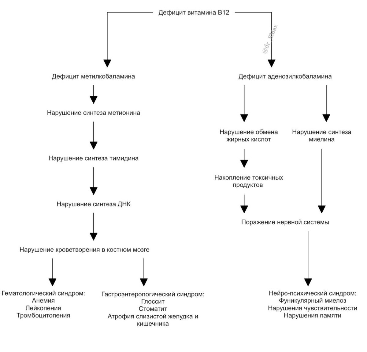 Патогенез B12-дефицитной анемии