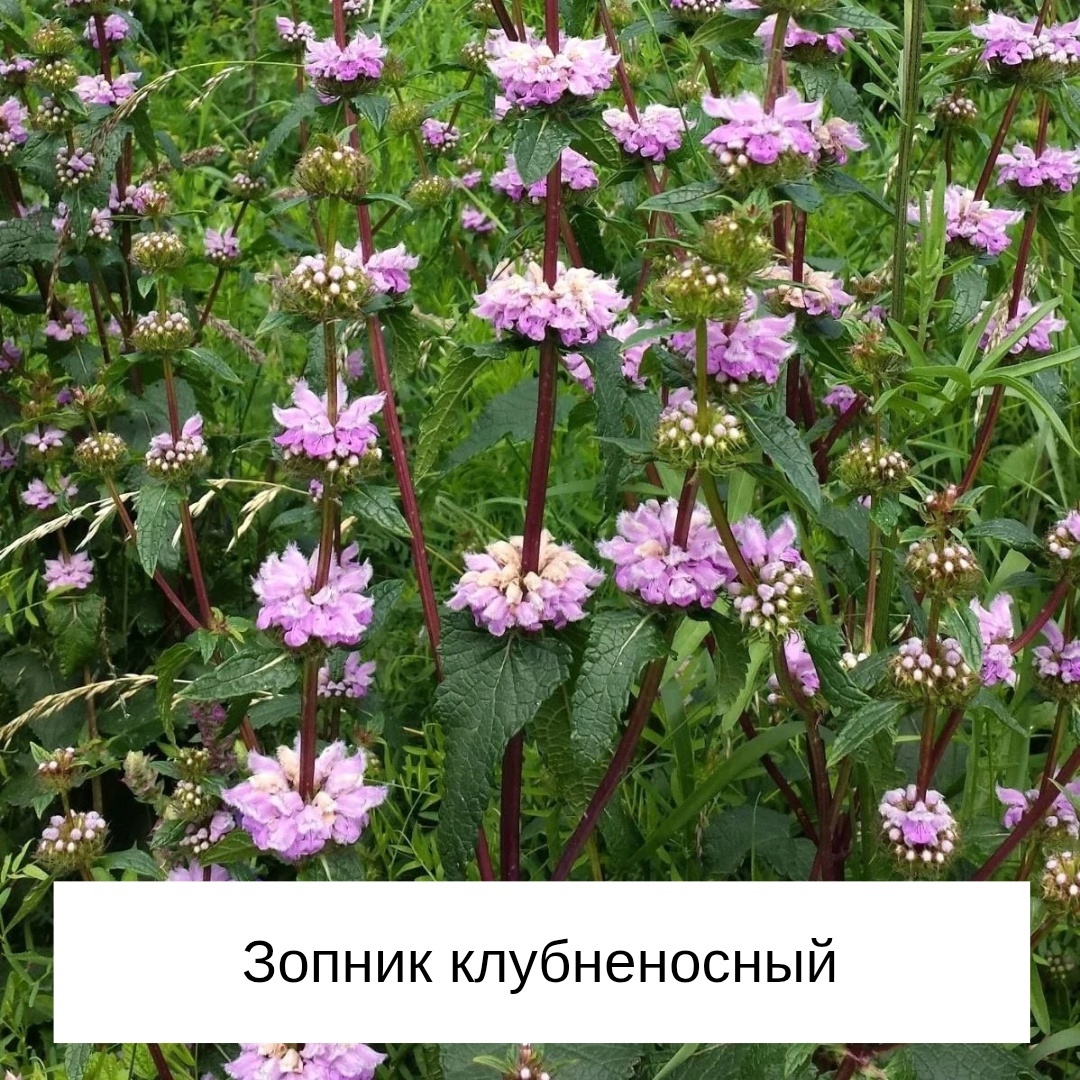 Листайте галерею по стрелке вправо 