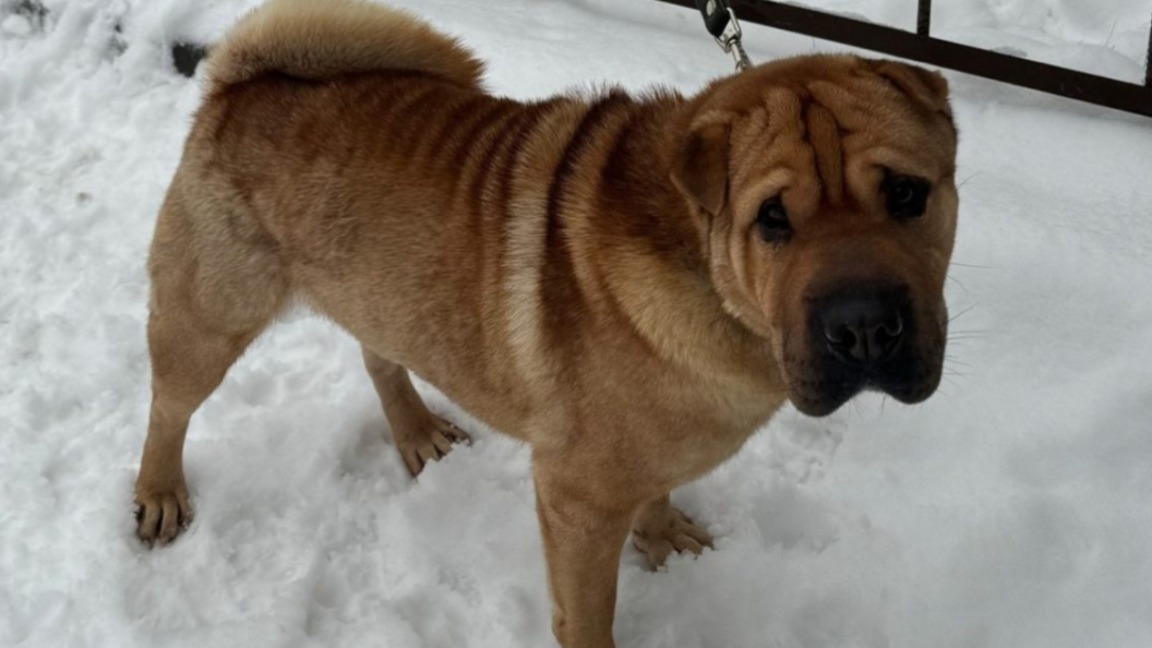    Фото: Сострадание НН ВКонтакте