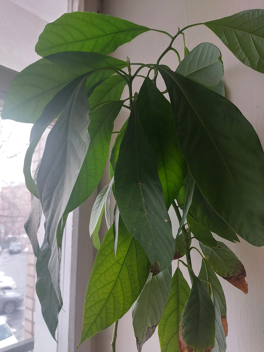 Иво и Федерико