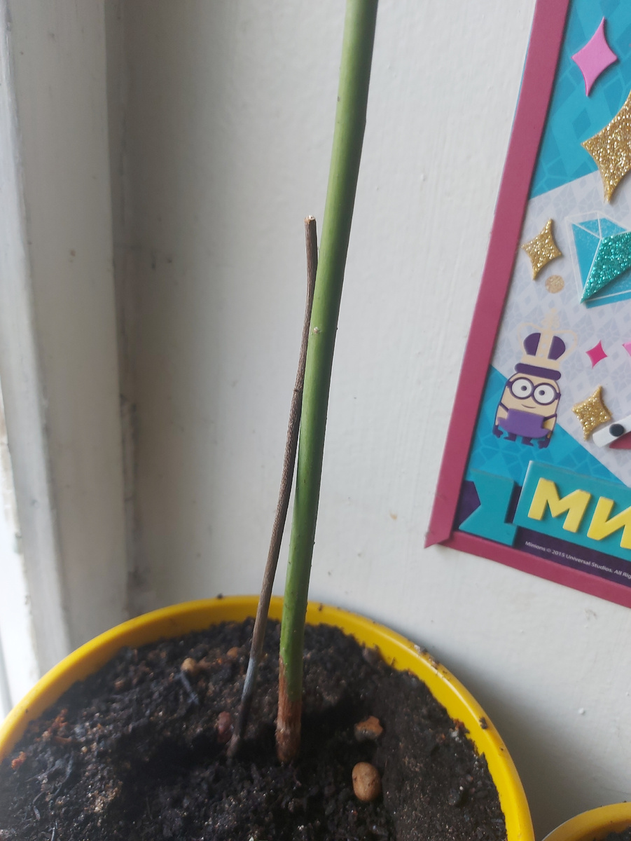 Ствол Иво и останки Милли