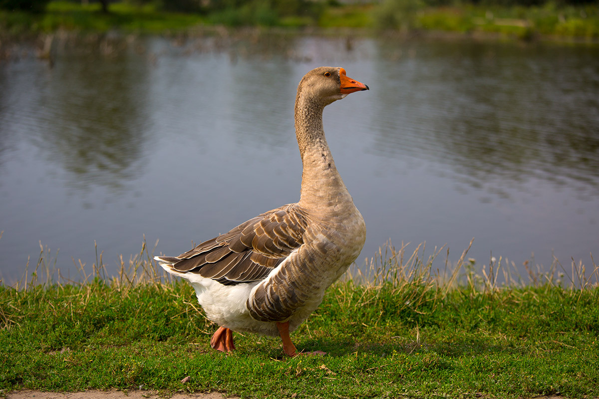 Один из персонажей.