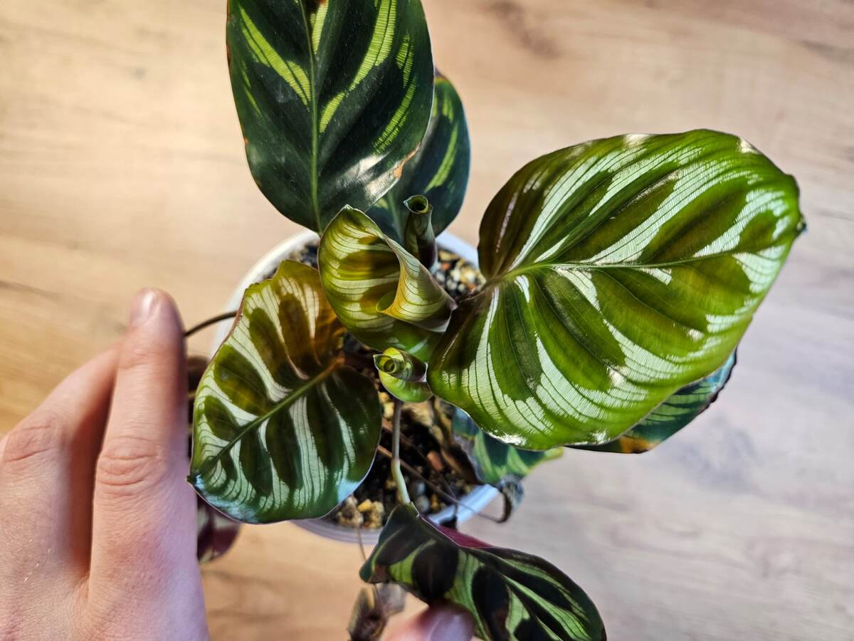 Моя красотка, роастет на фитильном поливе и вроде всё нормально с ней