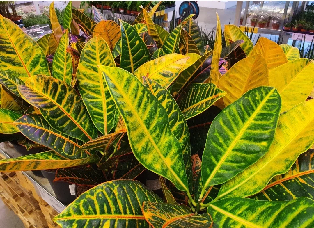 Красивые, но капризные