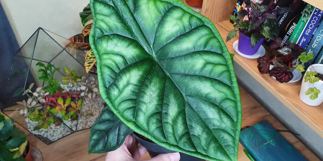 Зелёные «диктаторы»: 10 капризных комнатных растений, которые диктуют свои правила. Если что не так - покажут, «кто в доме хозяин»