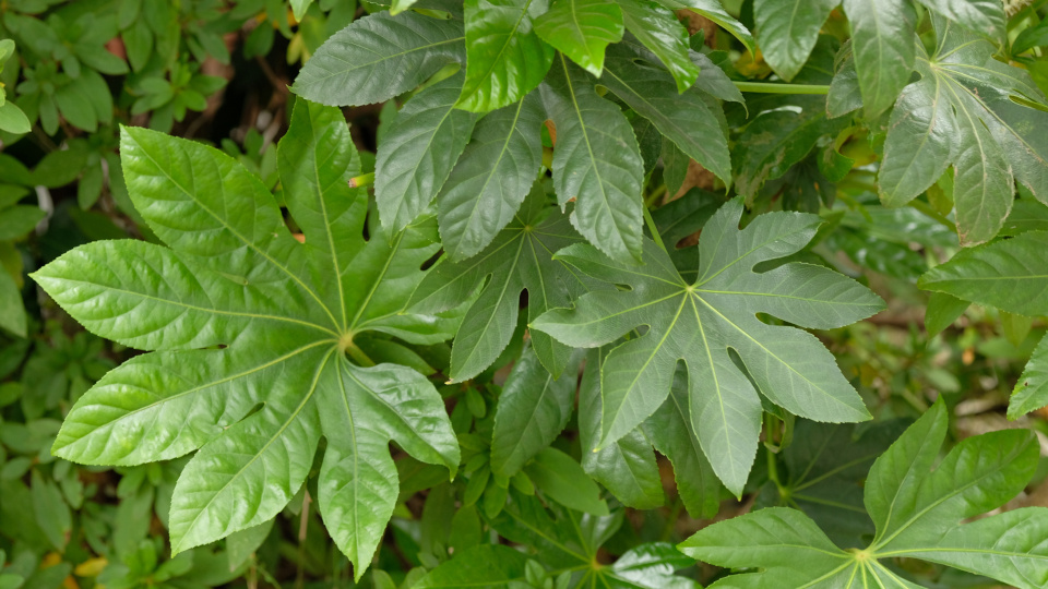 Фатсия японская. Фото: shutterstock.com