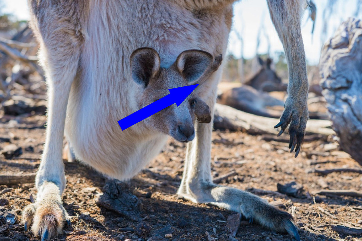    Уникальная репродуктивная система кенгуру