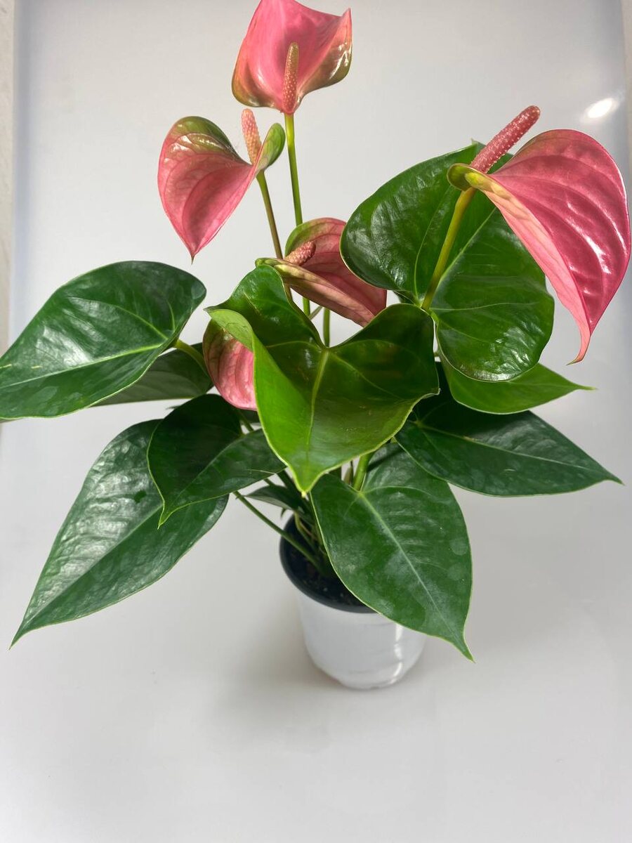 Антуриум (Anthurium)