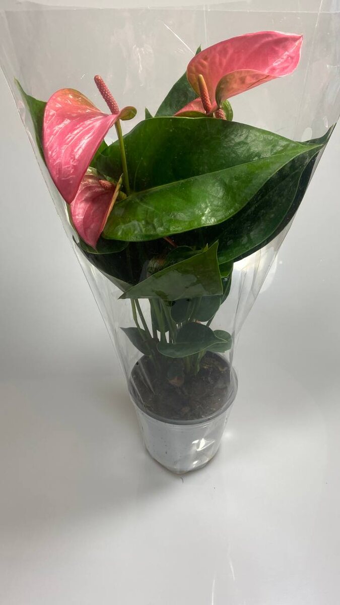 Антуриум (Anthurium) перед пересадкой