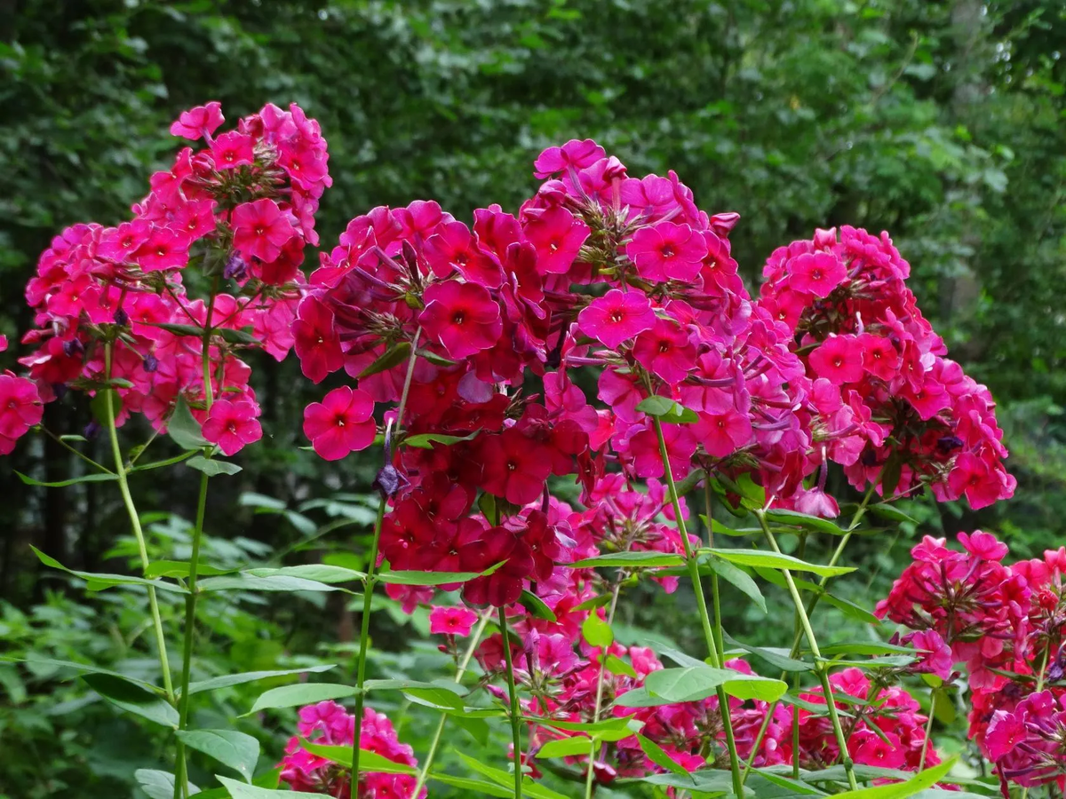 Флокс Кардинал