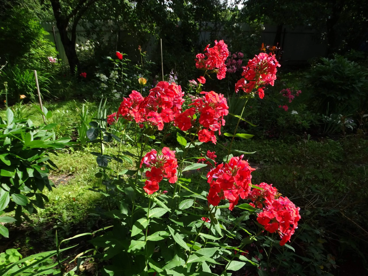 Флокс Улыбка Гагарина (?)