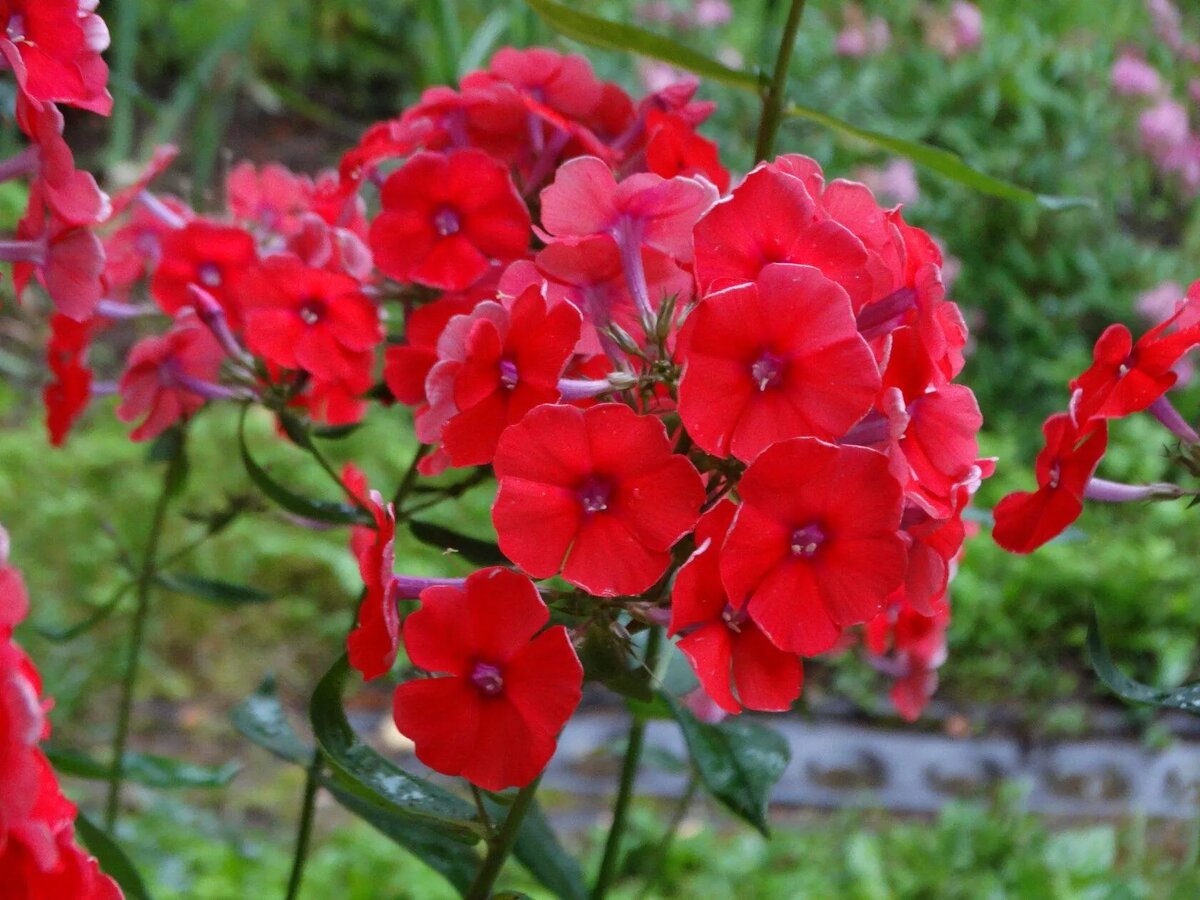 Флокс Улыбка Гагарина (?)