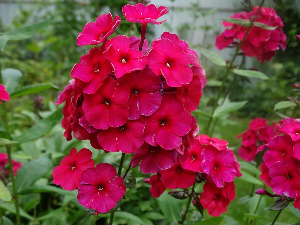 Флокс Кардинал