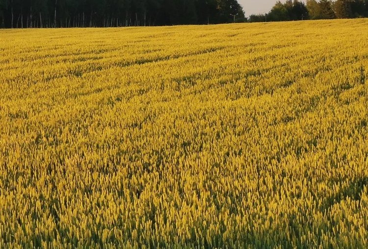    Аграрии Орловской области реализовали более 40 проектов мелиорации сельхозземель с 2022 года