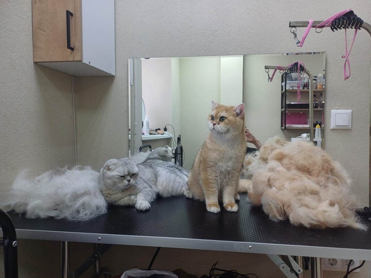 20 минут вычесывания котов