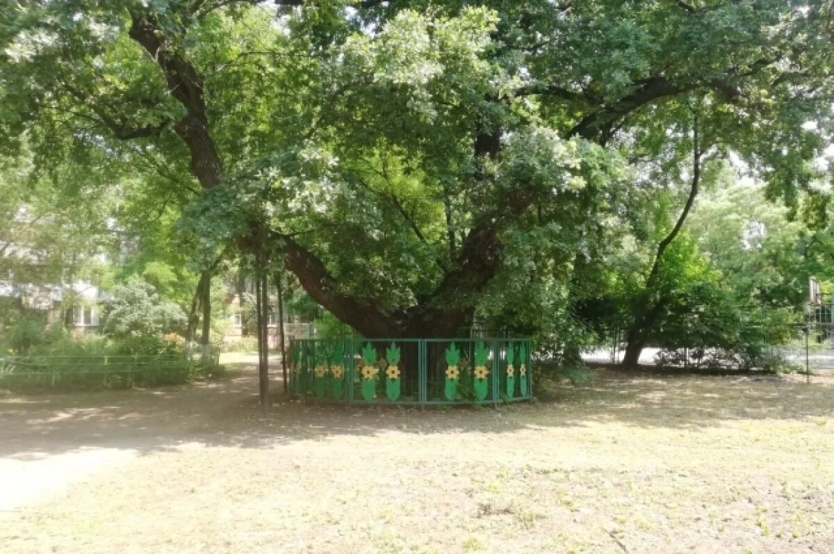    Житель Башкирии получил условный срок за незаконную вырубку дубов